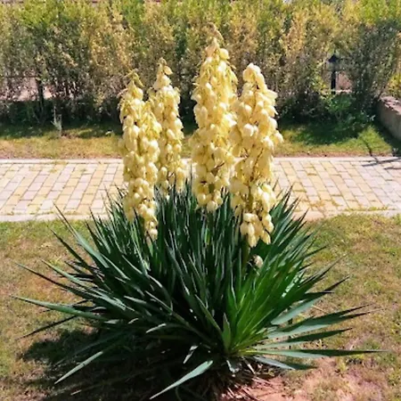 лана 2 Apartament Bjała